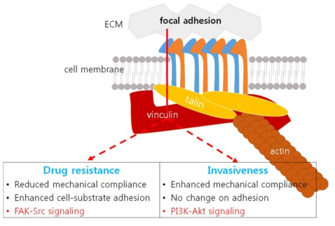 Incompatible properties between the drug-resistant and the invasive breast cancer cells including mechanical compliances, cell-substrate adhesions, and inter-cellular signaling pathways mediated by vinculin