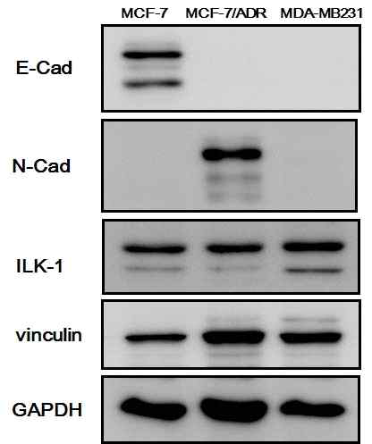 The protein expression of cell-cell (E-Cad and N-Cad) and cell-substrate (ILK-1 and vinculin) adhesion markers analyzed by Westernblot experiments. GAPDH was used as a loading control