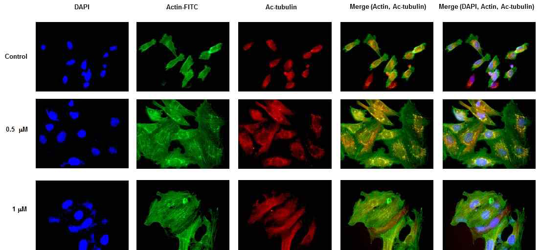 Fluorescent microscopic images of MDA-MB231 after the treatment of HDAC-inhibitor (JJH-6-33 provided by collaborator). The outgrowth of acetylated tubulin is distinctly visible at the treated cells. The merged images showed that this tubulins are grown beyond the perinuclear regions and might result in the increase in the mechanical heterogeneity