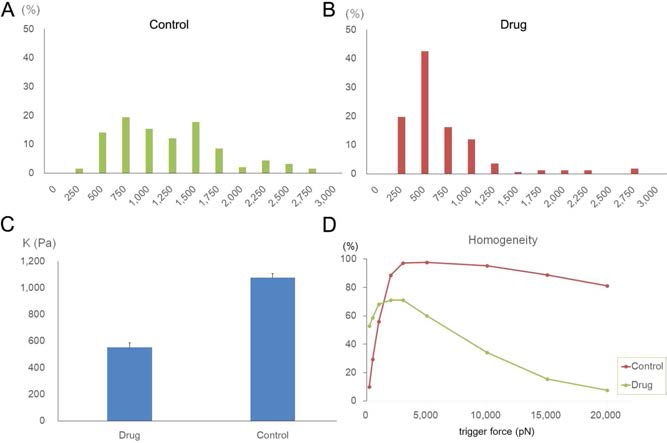 Distribution (A) and averages (B) of the elastic constants measured from the HDAC-inhibitor treated (Drug) and non-treated (Control) breast cancer cells using the traditional Hertz model assuming the mechanically homogeneous hemisphere. The error bars represents the standard errors of each group. On the contrary to the observations made from the fluorescent images (그림 5), the non-treated group showed the lower elastic moduli compared to the treated group. This contradictory may result from the fact that the mechanical analysis strongly assumes the mechanical homogeneity and excluded the data points showing the mechanical heterogeneity in the stress-driven direction