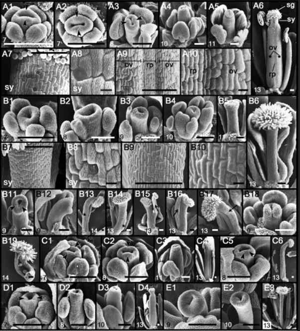 SEM analysis of floral organ phenotypes of gif1/2 35S:MIR396b, grf5 35S:MIR396b, and pid-14. A1 to A10, WT (wild type). B1 to B19, gif1/2 35S:MIR396b. C1 to C6, 35S:MIR396b. D1 to D4, gif1/2. E1 to E3, pid-14. Numbers in images indicate floral stages, as described by Smyth et al. (1990); arrowheads, CMMs; asterisks, carpel valves; arrows, stamens fused to the gynoecium; cv, carpel valve; rp, replum; sg, stigma; sy, style. Scale bars = 100 μm, except for A8, A10, B8, B10 (10 μm)