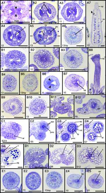 Histological analysis of gynoecia and anthers of gif1/2 35S:MIR396b and pid-14. A1 to A7, WT gynoecia; A6, style. B1 to B12, gif1/2 35S:MIR396b gynoecia; B5, style. C1 to C5, WT anthers. D1 to D3, gif1/2 35S:MIR396b anthers. E1 to E5, pid-14 gynoecia; E3, style. Numbers in images indicate floral and stamen stages, as described by Smyth et al. (1990) and Sanders et al. (1999); arrowheads, CMMs; an, anther; ar, archesporial cell; c, connective tissue; cv, carpel valve; en, endothecium; ep, epidermis; gy, gynoecium; ml, middle layer; op, ovule primordium; ov, ovule; pg, pollen grain; pmc, pollen mother cell; rp, replum; sp, septum; spc, secondary parietal cell; sy, style; td, tetrad; tp, tapetum; tt, transmitting tract; v, vasculature. Scale bars = 100 μm, except for C1-D3 (50 μm)
