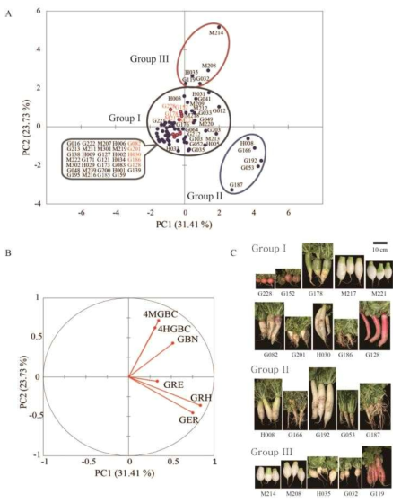 Principal component analysis with glucosinolates profiles and root phenotypes. (A) Score plot showed that radish accessions possibly separated to four groups named Group i, ii, iii, and iv based on their glucosinolates profiles and root phenotype. (B) Loading plots of glucosinolates contents and five root phenotype. (C) Representative 10 individuals from Group I, which are designated as red colored circles and red characters in score plot and five individuals correspond to Group II and III, respectively