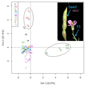 Principal component analysis with glucosinolates profiles of radish plants at all developments. (Abbreviation: FS, flower stalk; S, seeds; SQ, silique; IL, inner leaves; OL, outer leaves; RT, top of root; RM, middle of root; RB, bottom of root)