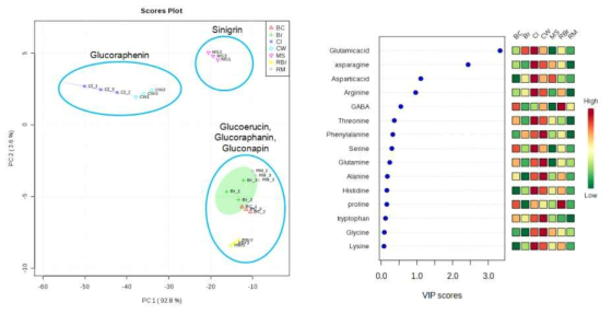 Principal component analysis (left) and VIP (right) with glucosinolates profiles and amino acids in seeds of brassica species