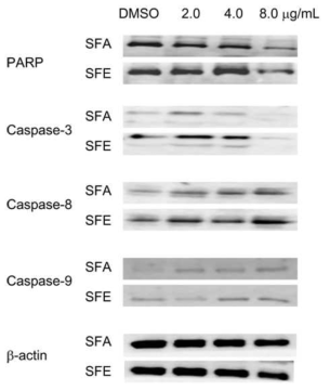 Western blot analysis of four apoptosis pathway proteins in A549 cells after treatment with SFA and SFE