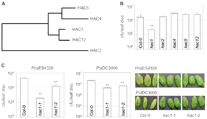 p300-CBP type histone acetyltransferase 유전자 돌연변이 식물의 병원성 Pseudomonas 감염에 대한 병저항성 반응