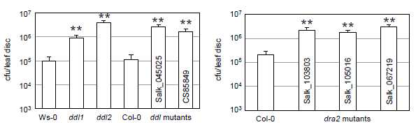 ddl 및 dra2 돌연변이 식물에서 P. syringae pv. tomato DC3000 감염 후 병원세균개체 수 분석. Average ± standard error, n=8, **, p<0.01, student t-test