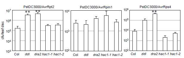 ddl 및 dra2 돌연변이 식물에서 비병원성 유전자가 삽입된 P. syringae pv. tomato DC3000 감염 후 병원세균개체 수 분석. Average ± standard error, n=8, **, p<0.01, student t-test