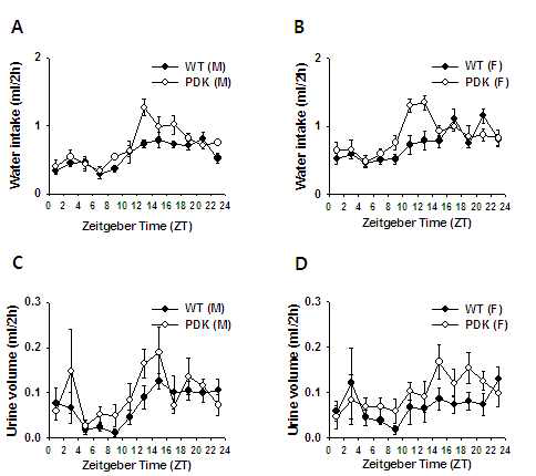 LD cycle에서 WT 및 PDK 생쥐의 수분 섭취와 배뇨량의 일주기적 변화