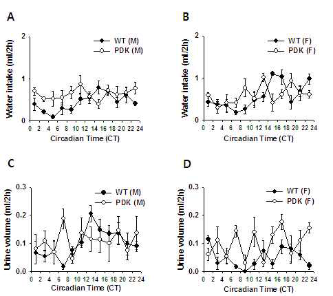 DD cycle에서 WT 및 PDK 생쥐의 수분 섭취와 배뇨량의 일주기적 변화