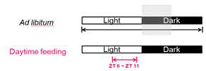 제한된 섭식(time-restrictive feeding) 실험 모델. 먹이가 24시간 내내 가용한 경우, 야행성 생쥐의 주요 섭식 시간은 이른 밤 시간대인 ZT12~ZT17이다. 제한된 섭식 모델에서는 이 섭식 시간을 6시간 앞당겨 낮시간대인 ZT6~ZT11에만 먹이를 준다