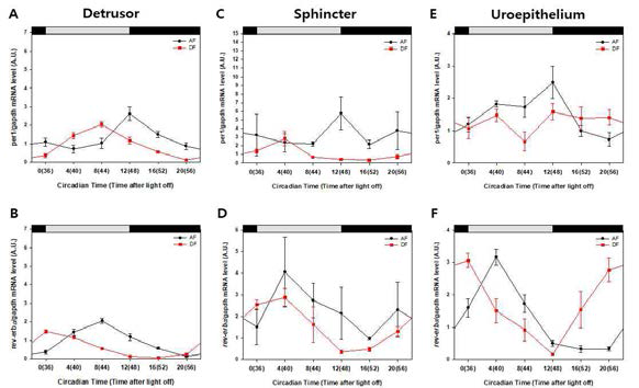 자유 섭식을 하는 생쥐(AF)와 제한된 섭식을 하는 생쥐(DF)의 방광 조직에서 일주기 유전자 발현 리듬의 변화. 방광을 이루는 세 가지 구별되는 조직인 detrusor smooth muscle (A,B), sphincter smooth muscle (C,D) 및 uroepithelim (E,F)에서 대표적인 일주기 유전자인 Per1(A,C,E)과 Rev-erbα(B,D,F)의 유전자 발현 리듬을 DD cycle에서 조사하였음