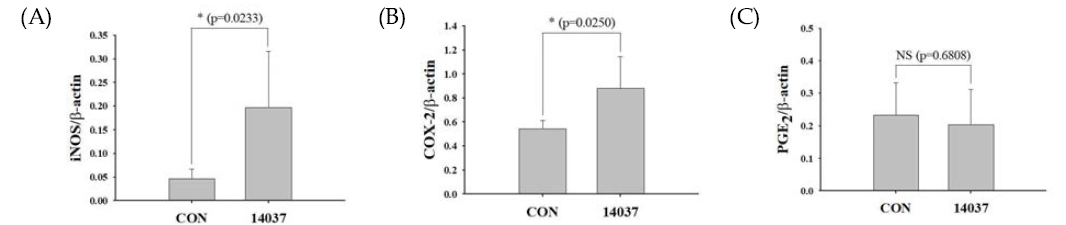 iNOS(A), COX-2(B)와 PGE2(C) 단백질 발현량