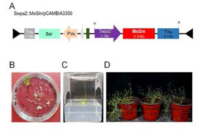 Construction of expression vector and development of transgenic arabidopsis plants overexpressing the MsGin. A, Expression vector; B, C and D, Selection and growth of transgenic Arabidopsis