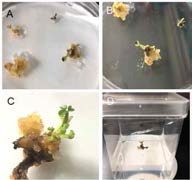 Development of transgenic alfalfa plant overexpressing MsGln gene. A and B. Selection and regeneration of transformed alfalfa shoots. C and D. Putative transgenic alfalfa seedling growing on selection and rooting medium