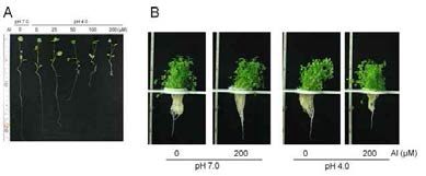 Effect of aluminum on growth of alfalfa seedling