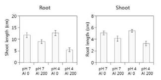 Effect of aluminum on growth of alfalfa shoot and root