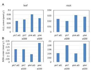 Effect of aluminum on accumulation of hydrogen peroxide and MDA in alfalfa