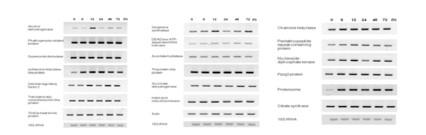 Expression of Al-responsive genes by aluminum stress treatment at pH4 and 200µM Al