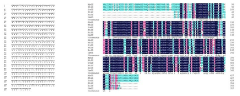 Deduced amino acid sequence (Left) of glutamine synthetase (MsGln) and alignment (Right) with other plant glutamine synthetase