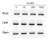 Tissue-specific expression of glutamine synthetase gene in alfalfa