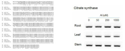 Alignment of alfalfa citrate synthase (MsCs) with other plant CS (Left), and tissue-specific expression (Right) of MsCs after Al stress treatment