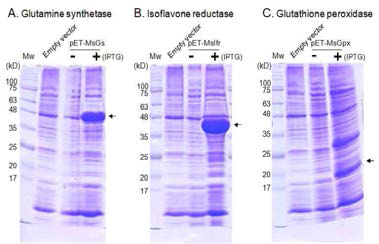 Overexpression of alfalfa glutamine synthetase (A), isoflavone reductase (B) and glutathione peroxidase gene in E. coil BL21(DE3)