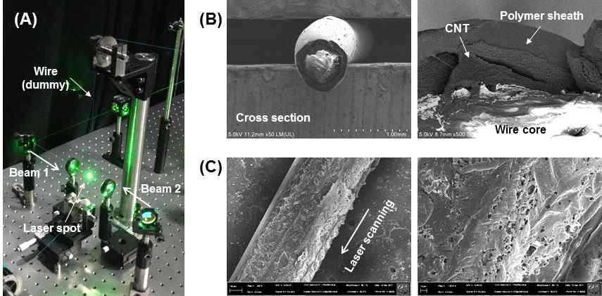 (A) 레이저조사 시스템의 사진; (B) 폴리머가 피복된 와이어의 단면 SEM 이미지; (C) 레이저 탄화가 적용된 폴리머 와이어의 표면 SEM 이미지