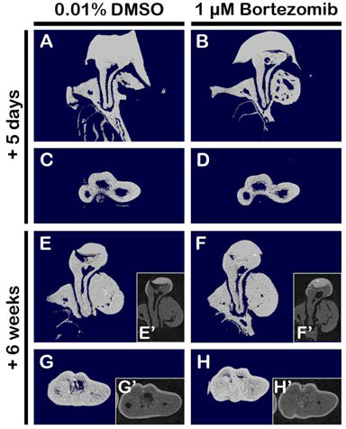 Micro-CT examination after the 5 and 42 days from cavity preparation