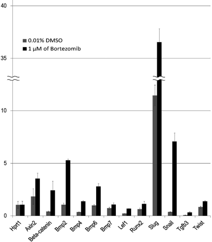 Cultivated the mesenchymal cells onto the petridish lid for one day with or without bortezomib to examine the altered expression patterns of related signaling molecules