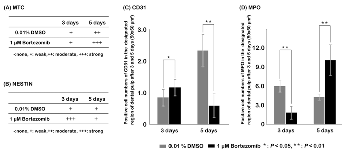 Statistical analyses of MTC and immunohistochemical staining against NESTIN, CD31 and MPO