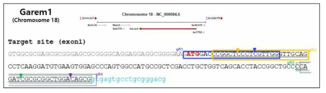 Garem1의 exon 1을 타겟하는 gRNA 위치. 각각의 gRNA 즉, gR1(파랑), gR2(노랑), gR3(초록), gR4(보라)의 위치와 잘려지는 위치가 각각 표시됨