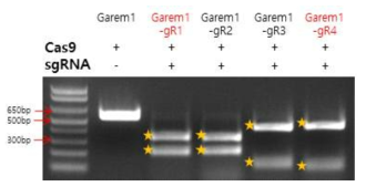 4종류의 Garem1 gRNA (gR1, gR2, gR3, gR4) 각각의 in vitro validation을 위한 PCR 결과. 최종적으로 Garem1-gR1과 Garem1-gR4를 선택함