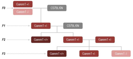 Garem1 CRISPR/Cas9 KO 마우스 모델 breeding scheme. Garem1 +/+: Wild type, Garem1 +/-: Hetero type, Garem1 -/-: Knockout type