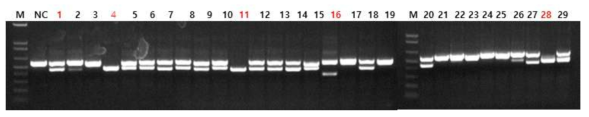 F0세대 마우스 genotyping 결과. #1, #4, #11, #16, #28 마우스 라인을 선택함