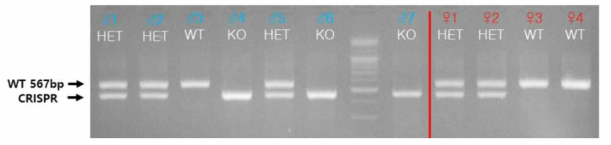 CRISPR/Cas9 Garem1 F3세대의 genotyping 결과 예시 (#1 마우스)