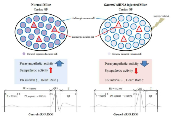 정상 마우스와 Garem1 knockdown 된 마우스의 심장내 신경절에서의 Garem1의 기능 모식도. 신경절 내의 부교감 신경 (콜린성) 세포는 파란색 동그라미로, 교감 신경 (아드레날린성) 세포는 빨간색 세모로 표시됨. 정상 마우스에서 Garem1 단백질은 신경절 내의 대부분의 세포에서 발현됨. Garem1 siRNA를 주입한 마우스의 경우 신경절의 대부분을 구성하는 부교감 신경이 더 크게 감소하여, 최종적으로 HR이 증가하며, PR이 감소되는 결과가 나타나게 됨