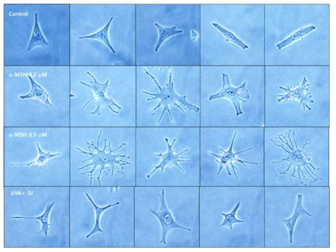 Microscopic photographs of melanocytes following a-MSH treatment and UVA