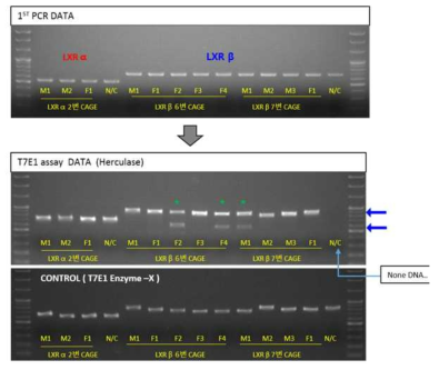 기확보한 LXRα KO, LXRβ KO 및 B6의 Phenotyping 결과