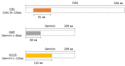 Cdt1와 Geminin의 Deletion mutant 구조