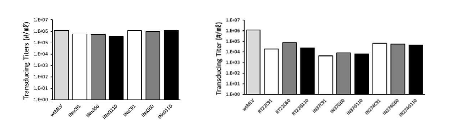 바이러스 벡터의 Transducing titer