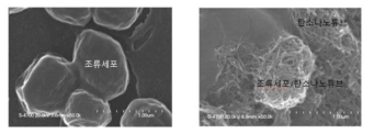 (좌) 조류세포와 (우) 조류세포/탄소나노튜브 SEM 이미지