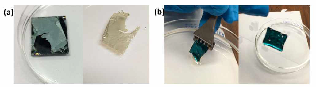 천이금속 칼코지나이드 헤테로 박막 분리 (좌) 산화에칭용액 분리 (우) 초순수 분리
