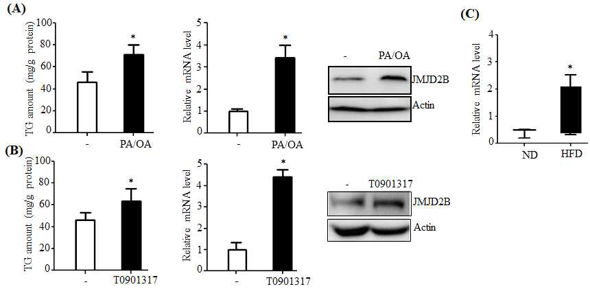 JMJD2B expression increased in PA/OA or T0901317-treated HepG2 cell and in the liver of HFD mice