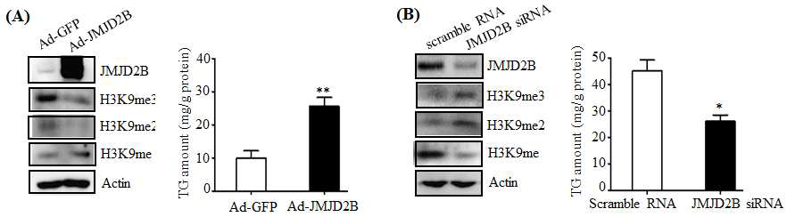 JMJD2B increased TG accumulation in JMJM2B-overexpressed HepG2 cells (A) and decreased TG accumulation in JMJD2B-knockdown HepG2 cells (B)