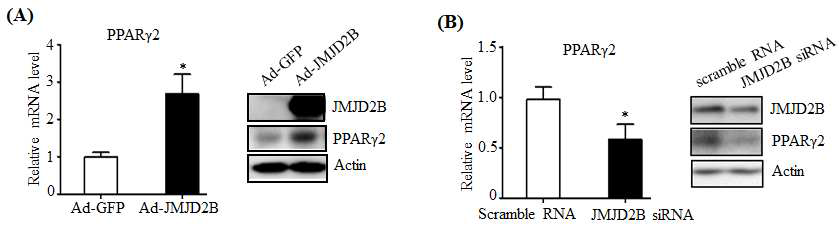 JMJD2B increased PPARγ2 expression in JMJM2B-overexpressed HepG2 cells (A) and decreased PPARγ2 expression in JMJD2B-knockdown HepG2 cells (B)