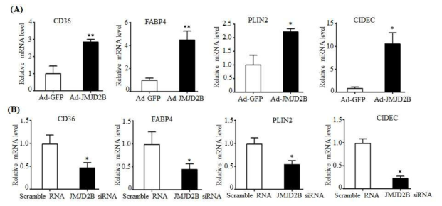 JMJD2B increased the expression of PPARγ2 target genes in JMJM2B-overexpressed HepG2 cells (A) and decreased the expression of PPARγ2 target genes in JMJD2B-knockdown HepG2 cells (B)