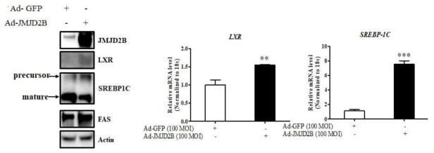 JMJD2B increased the expression of lipogenesis transcription factors and target genes in JMJM2B-overexpressed HepG2 cells