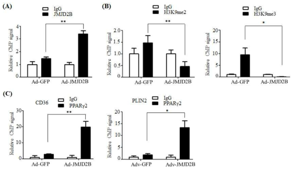 JMJD2B decreased the enrichment of H3K9me3, me2 on the promoter region of PPARγ2 and increased the binding of in its target gene promoter (CD36 and PLIN2)